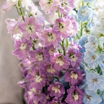 Pacific-Rittersporn Deep Rose-White Bee - Delphinium