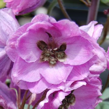 Pacific-Rittersporn Dusky Maiden - Delphinium