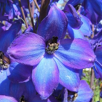 Pacific-Rittersporn Delphinium F.W. Smith - Delphinium