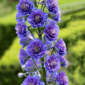 Hoher Rittersporn Highlander Blueberry Pie - Delphinium