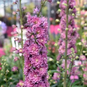 Hoher Rittersporn Highlander Flamenco - Delphinium