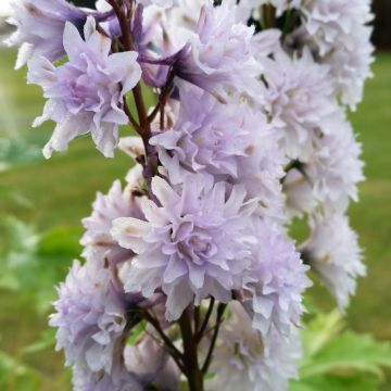 Hoher Rittersporn Highlander Cha Cha - Delphinium