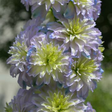 Hoher Rittersporn Highlander Sweet Sensation - Delphinium