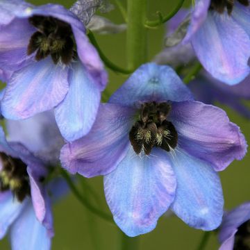 Pacific-Rittersporn Mrs Newton Lees - Delphinium