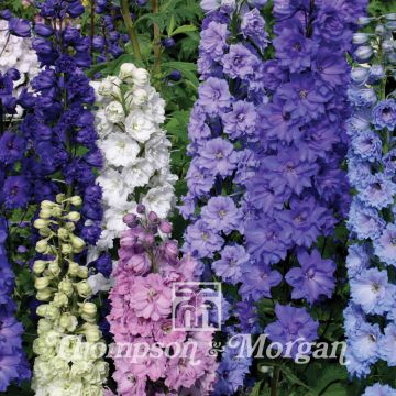 Garten-Rittersporn New Zealand Doubles Mixed (Samen) - Delphinium hybridum