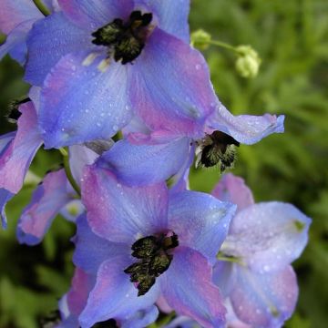 Pacific-Rittersporn Ouvertüre - Delphinium