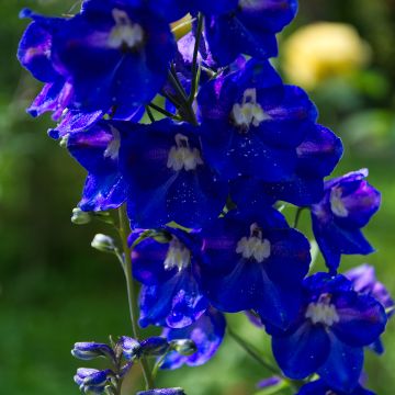 Pacific-Rittersporn Black Knight - Delphinium