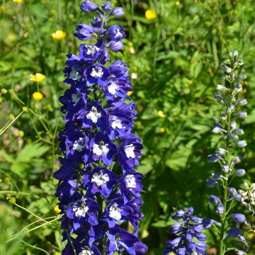 Pacific-Rittersporn Blue Biird - Delphinium