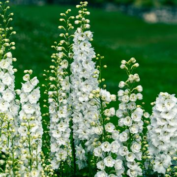 Pacific-Rittersporn Galahad - Delphinium