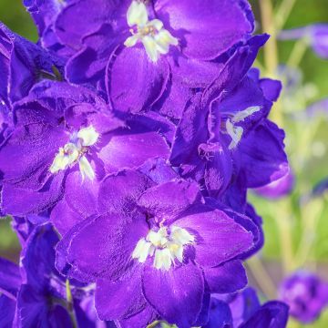 Pacific-Rittersporn King Arthur - Delphinium