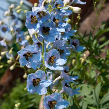 Pacific-Rittersporn Perlmutterbaum - Delphinium