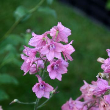 Delphinium ruysii Pink Sensation - Garten-Rittersporn