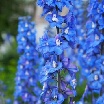 Pacific-Rittersporn Magic Fountain Sky Blue-White Bee - Delphinium