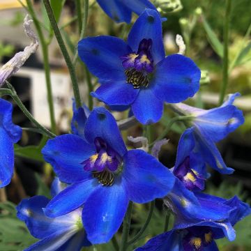 Delphinium belladonna Völkerfrieden - Garten-Rittersporn