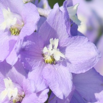 Delphinium belladona Delphinium belladonna Capri - Garten-Rittersporn