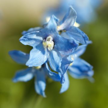 Delphinium belladona Cliveden Beauty - Garten-Rittersporn