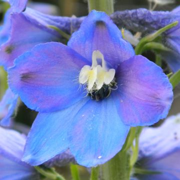 Delphinium belladonna Piccolo - Pied d'Alouette vivace