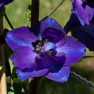 Delphinium belladona Bellamosum - Garten-Rittersporn