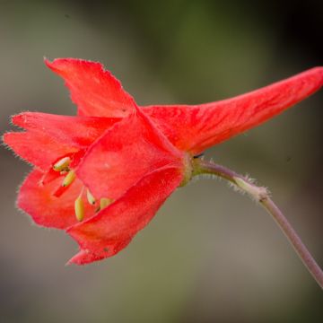 Delphinium cardinale - Scharlachroter Rittersporn