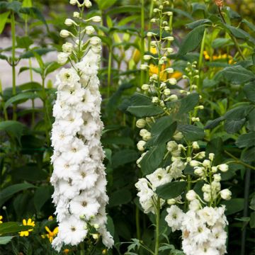 Hoher Rittersporn Double Innocence - Delphinium