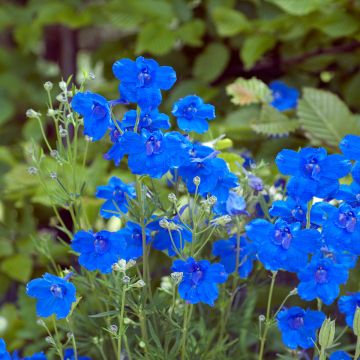 Garten-Rittersporn Blauer Zwerg - Delphinium grandiflorum