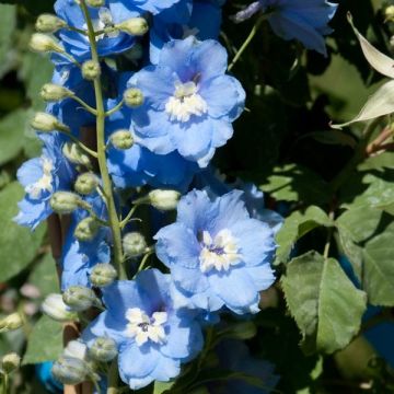 Pacific-Rittersporn Summer Skies - Delphinium