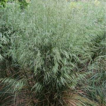 Schlängel-Schmiele - Deschampsia flexuosa