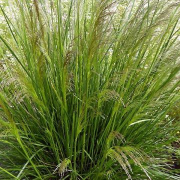 Deschampsia cespitosa Pixie Fountain - Canche cespiteuse