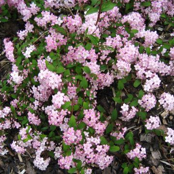 Deutzia elegantissima Rosealind - Deutzie