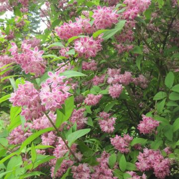 Deutzia Strawberry Fields - Deutzie