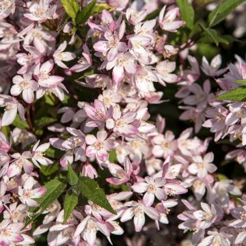 Deutzia Yuki Cherry Blossom - Deutzie