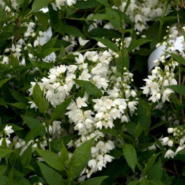 Deutzia gracilis - Zierliche Deutzie