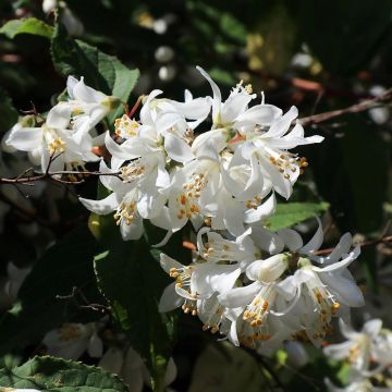 Deutzia magnifica - Pracht-Deutzie