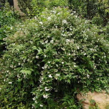 Deutzia rosea Campanulata - Deutzie