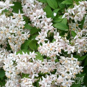 Deutzia scabra - Scharfe Deutzie