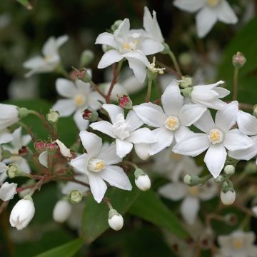 Deutzia setchuenensis var. corymbiflora - Sichuan-Deutzie