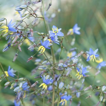 Dianella revoluta Coolvista - Blaue Flachslilie