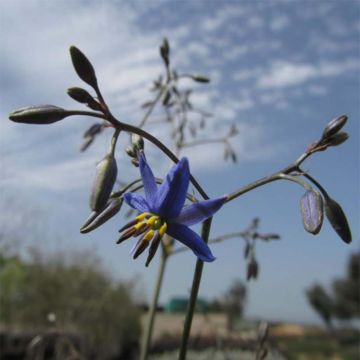 Dianella revoluta Little Rev - Blaue Flachslilie