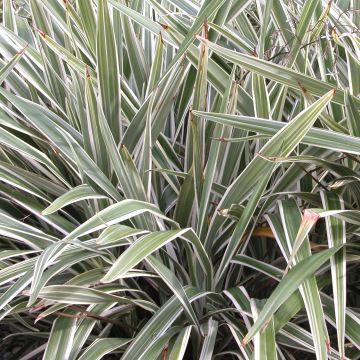 Dianella tasmanica Variegata