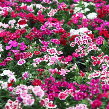 Dianthus barbatus Indian Carpet Mixed (Samen) - Bartnelke