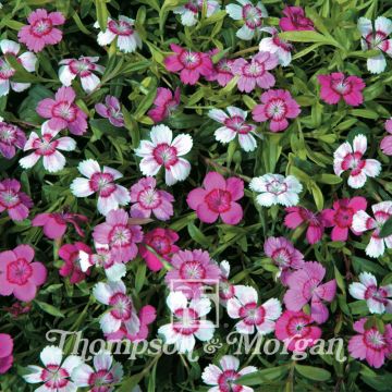 Heide-Nelke Micro Chips (Samen) - Dianthus deltoides