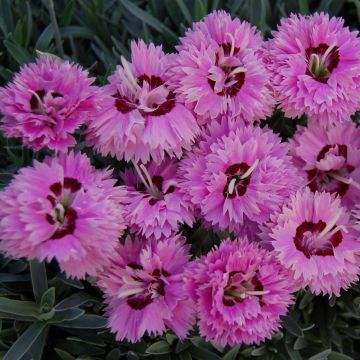 Garten-Nelke Pop Star - Dianthus