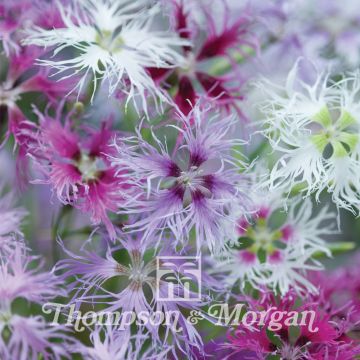 Garten-Nelke Rainbow Loveliness Improved Mixed (Samen) - Dianthus