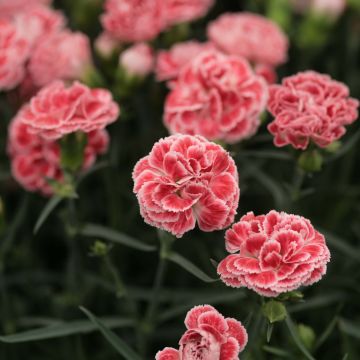 Dianthus Scent First Coral Reef - Œillet mignardise