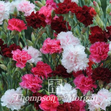 Graines d'Oeillet mignardise Sonata mélange - Dianthus plumarius