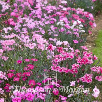 Feder-Nelke Sweetness Mixed (Samen) - Dianthus plumarius