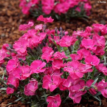 Garten-Nelke Vivid Bright Light - Dianthus