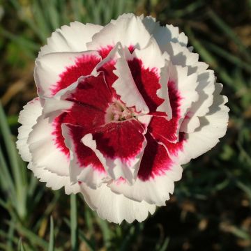 Dianthus allwoodii Alice - Garten-Nelke