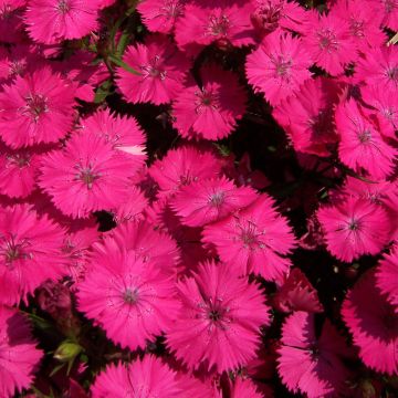 Dianthus barbatus Pink Beauty - Bartnelke