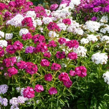 Oeillet des poètes simple Précurseur à couper Mini-motte - Dianthus barbatus